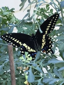 Eastern Black Swallowtail butterfly